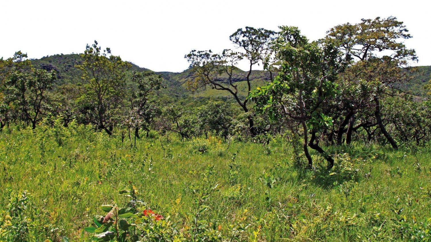 Produtor poderá usar integralmente a área da sua fazenda para produção, por meio da compensação, a Reserva Legal Extrapropriedade, unificação áreas preservadas, contribuindo com o meio ambiente