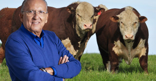 Galvão Bueno celebra retorno a sua velha paixão, a Pecuária - hereford