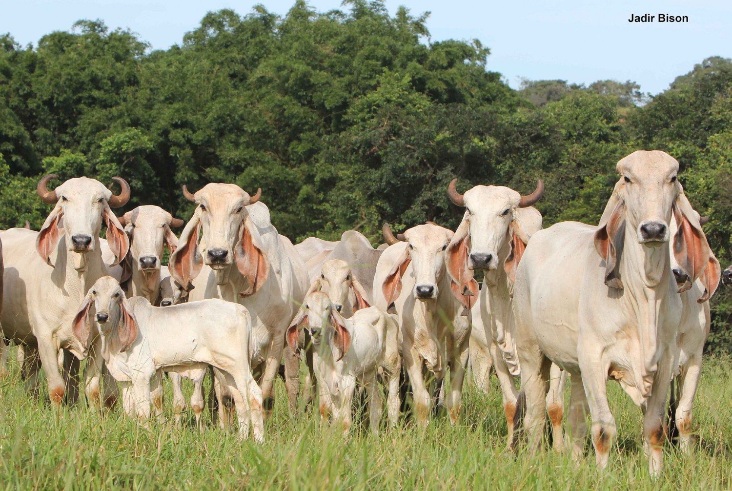 Indubrasil - o Zebu Mundial - foto Jadir Bison