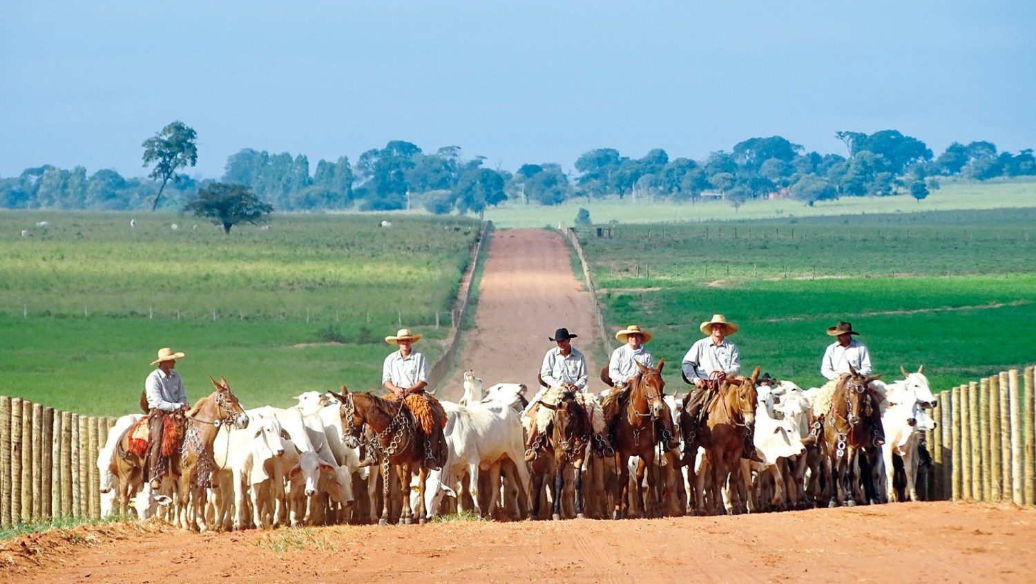 JBJ Agropecuária - comitiva estrada boiadeira - gado nelore - vaqueiros com mulas - fotao - mão de obra na pecuária