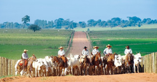 JBJ Agropecuária - comitiva estrada boiadeira - gado nelore - vaqueiros com mulas - fotao