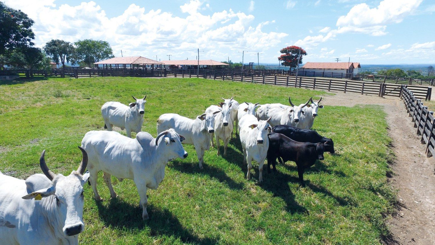 JBJ Agropecuária - vacas nelore com bezerro de cruzamento industrial angus