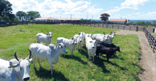 JBJ Agropecuária - vacas nelore com bezerro de cruzamento industrial angus