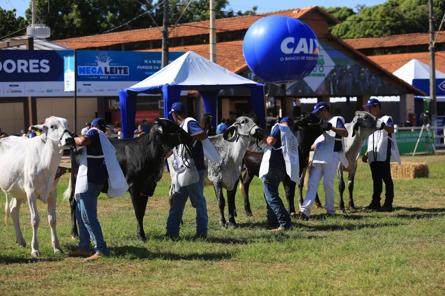 Megaleite teve julgamento de animais