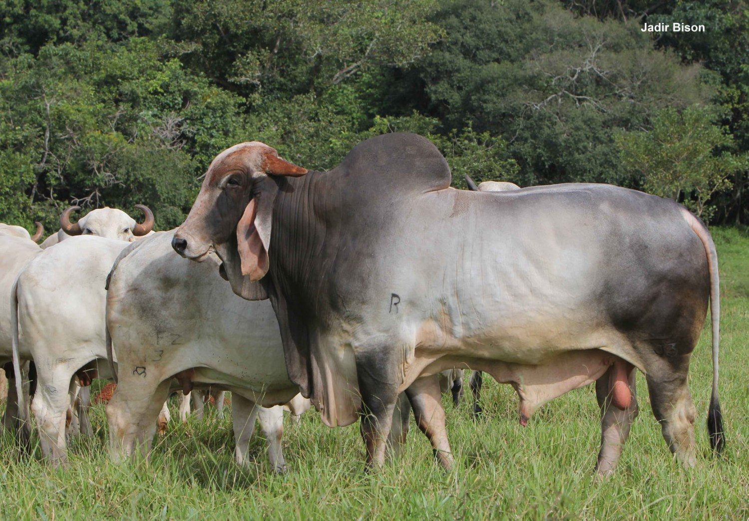 O touro Indubrasil mostra que tem domínio de território - foto Jadir Bison