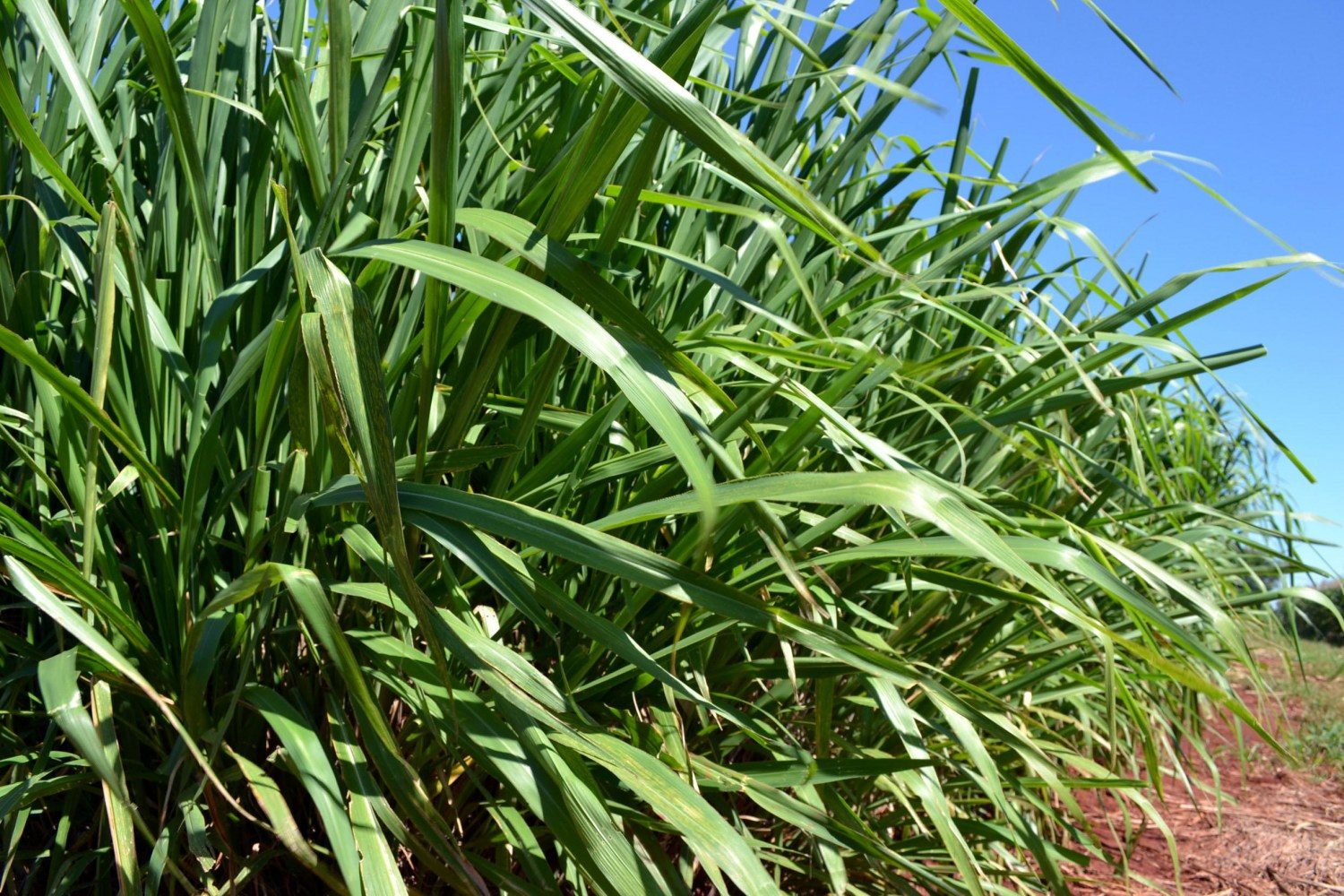 Panicum maximum cv - Mombaça - Dalízia Aguiar