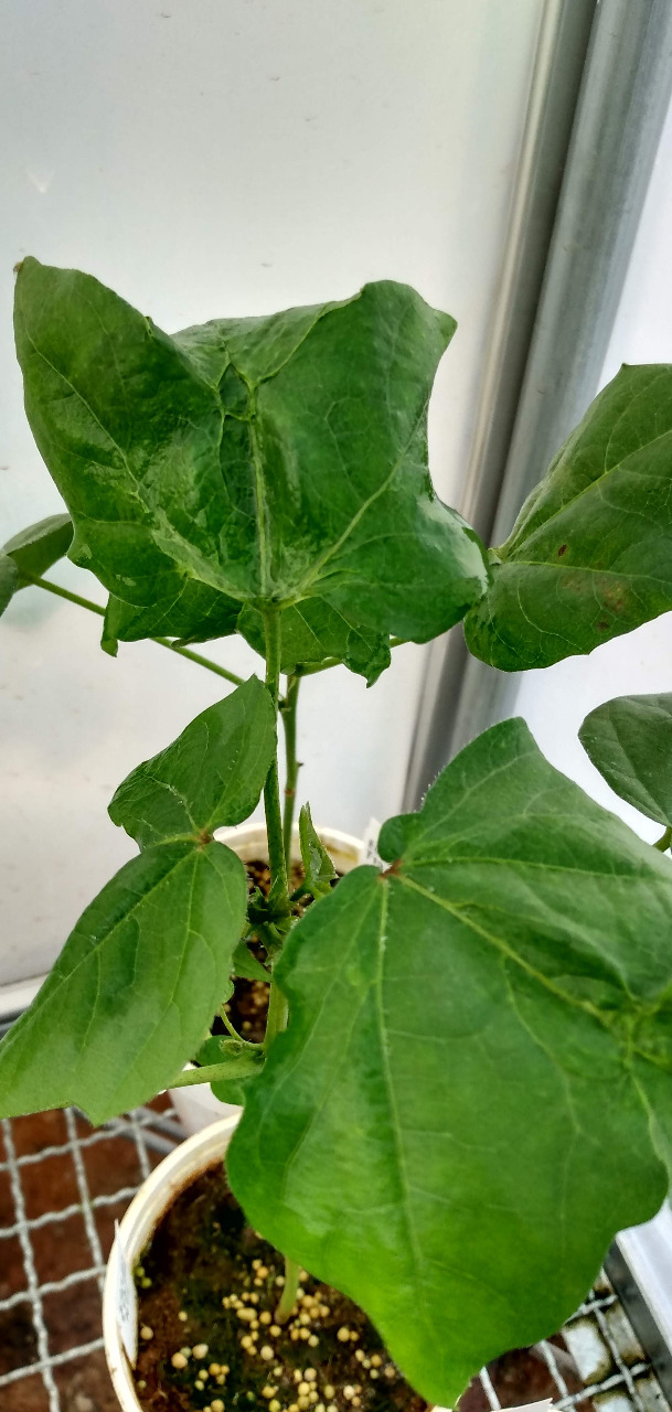 Planta de algodão com sintomas da Síndrome da haste verde e retenção foliar, cultivada em casa de vegetação