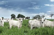 Principais fatores para o gado ganhar peso no pasto