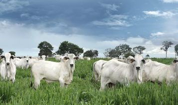 Principais fatores para o gado ganhar peso no pasto