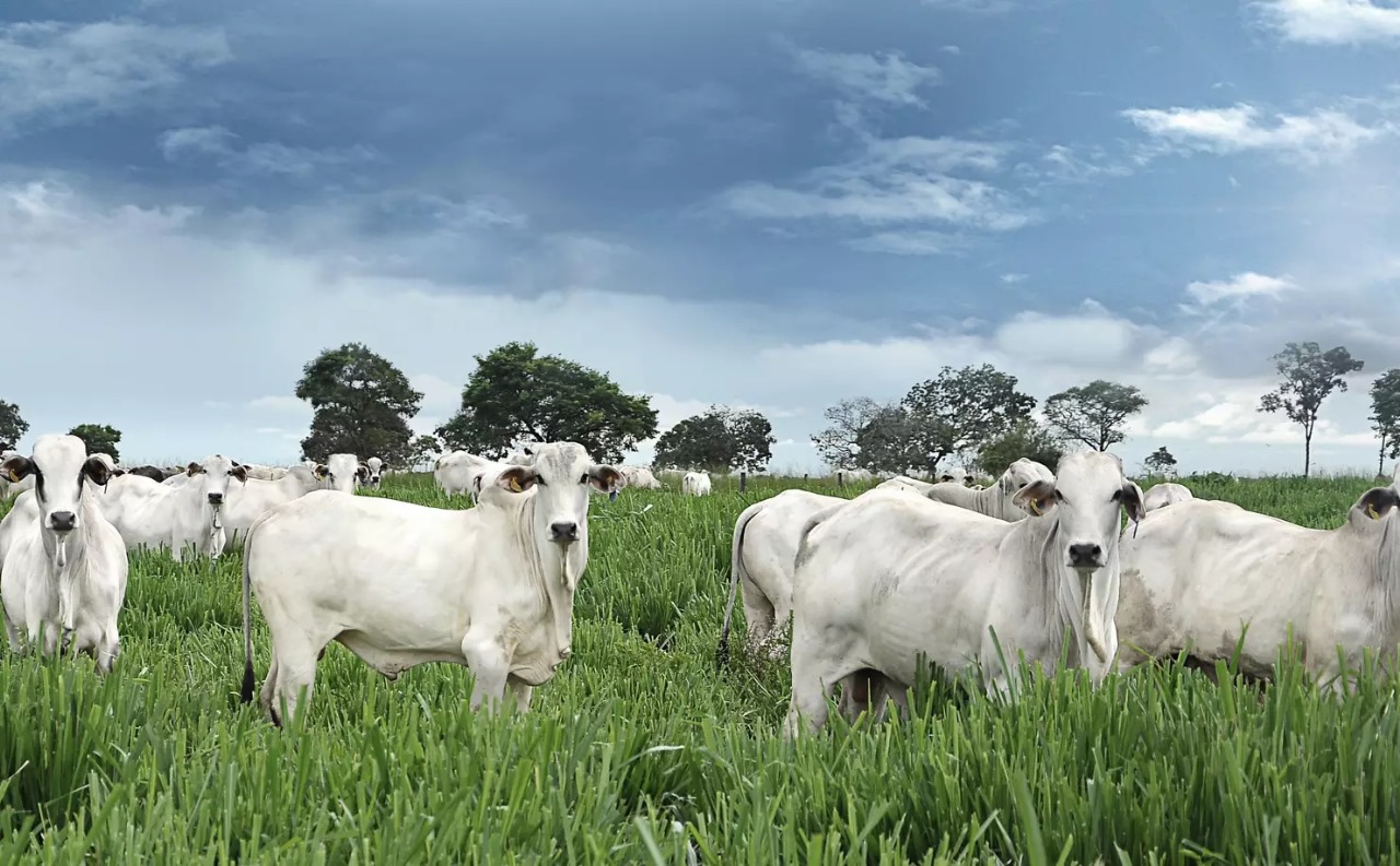 Principais fatores para o gado ganhar peso no pasto