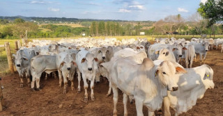 Embrapa Cerrados inicia 25º Teste de Desempenho de Touros Jovens