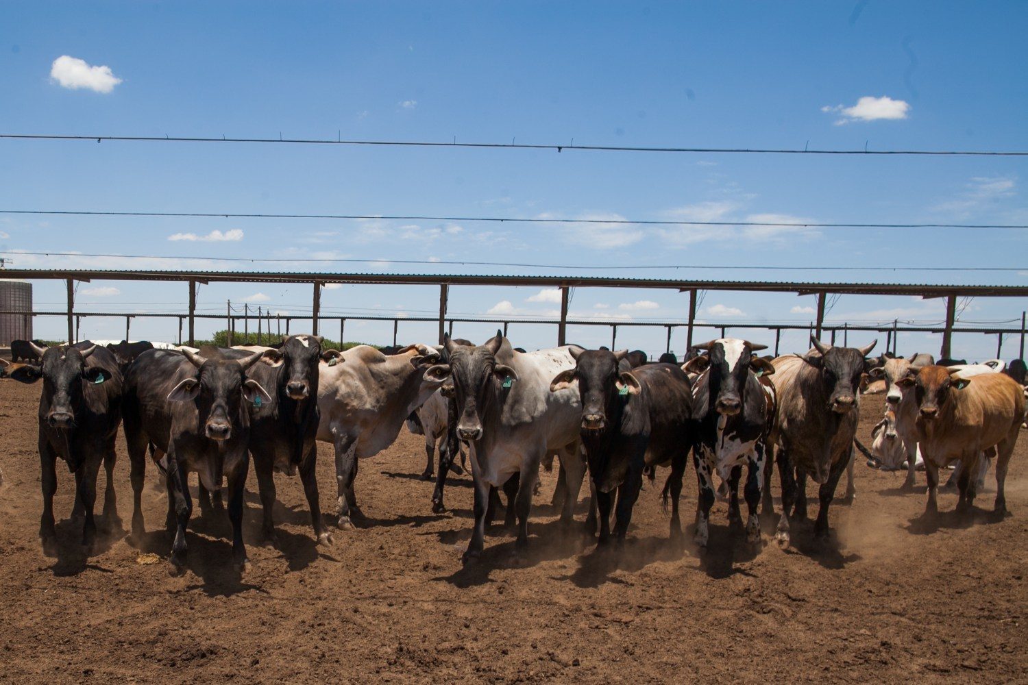 confinamento na Bahia - gada cruzado- Foto Wenderson Araujo - Trilux