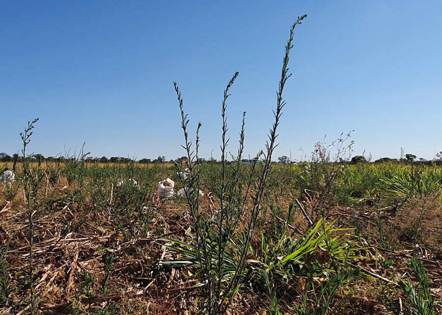 consórcio de plantas é uma opção sustentável para racionalizar o controle químico no Cerrado brasileiro