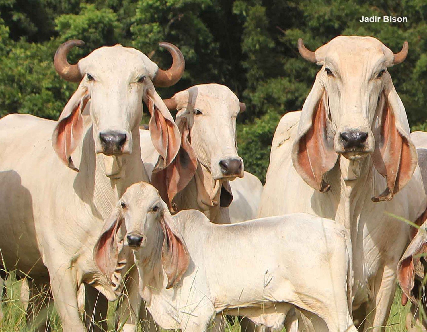 o Indubrasil na Fazenda Tamboril do Cassú - foto Jadir Bison