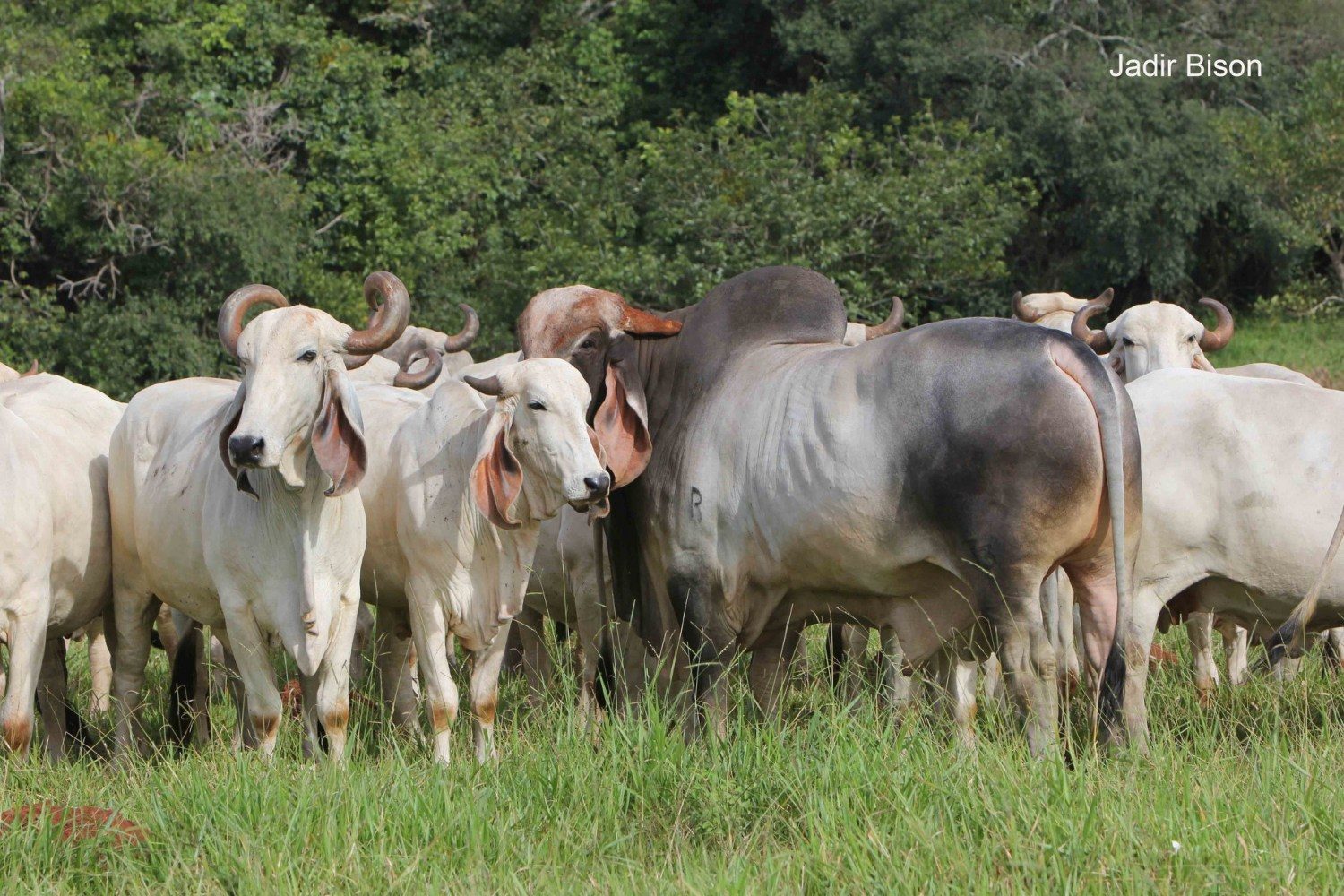 o Indubrasil na Fazenda Tamboril do Cassú - foto Jadir Bison