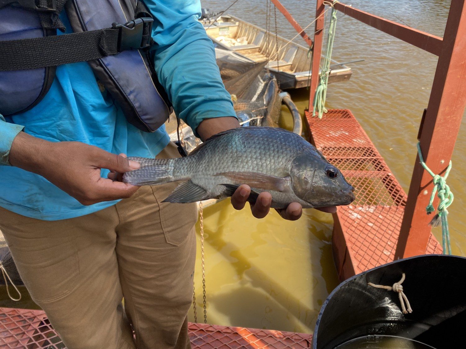 tilapia jovem - fider pescados