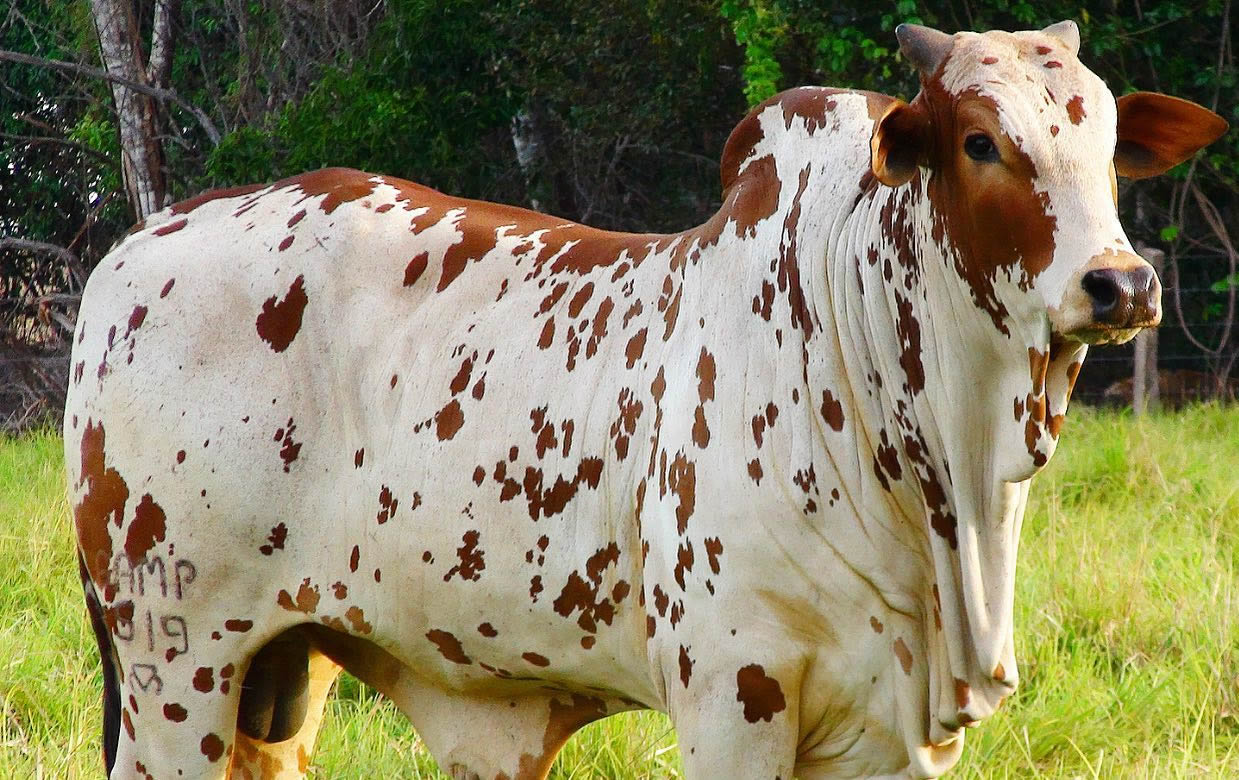 touro da raca nelore pintado de vermelho