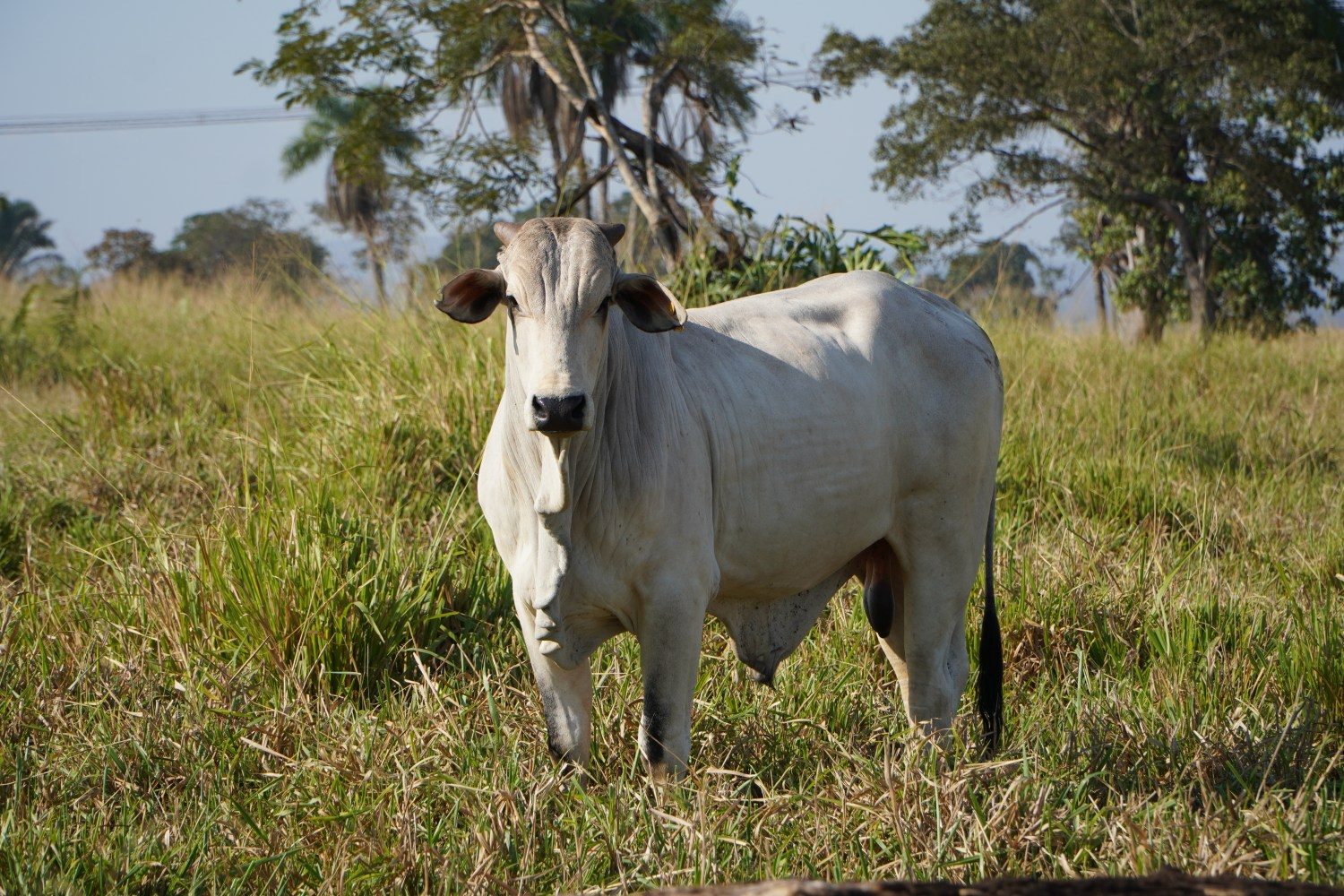 Adubação de pastagem é garantia de mais arroba por hectare