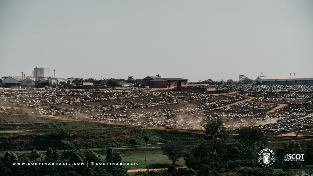 Agropastoril Campanelli, em Altair/SP. Um confinamento modelo, totalmente voltado à tecnologia e inovação.