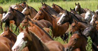 Cavalo Crioulo - Crédito José Guilherme Martini Divulgação