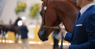 Exposição Nacional do Cavalo Árabe reúne criadores de 14 países no interior de SP