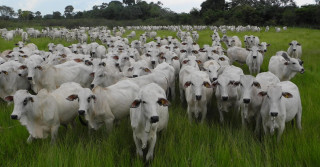 Gado nelore em pastagem nativa