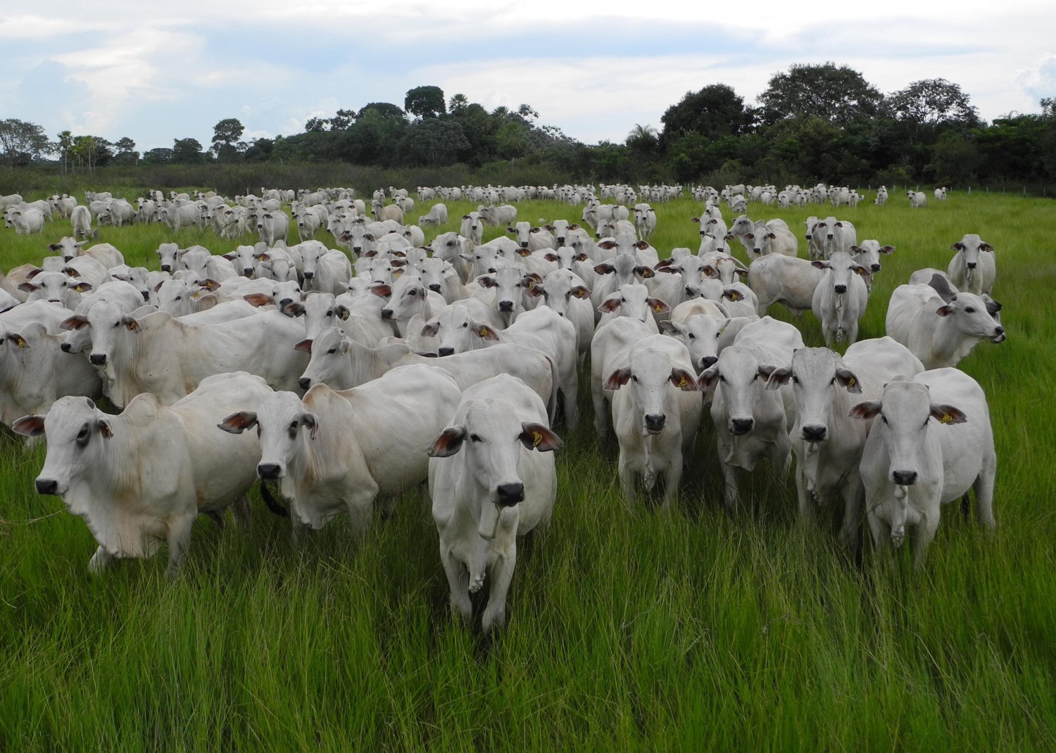 Gado nelore em pastagem nativa