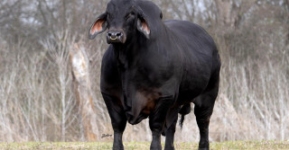 Mr. MCC POLLED SMOKE 14:9 - Diamante Negro Brahman preto