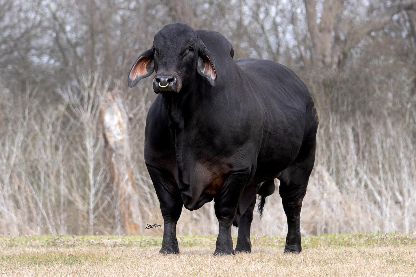 Mr. MCC POLLED SMOKE 14:9 - Diamante Negro Brahman preto