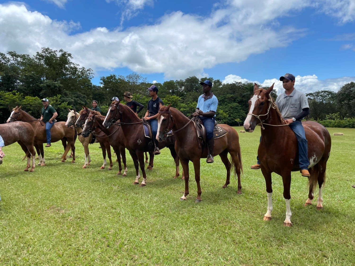 Núcleo Alta Mogiana se destaca pelo trabalho de fomento ao Cavalo Mangalarga em SP