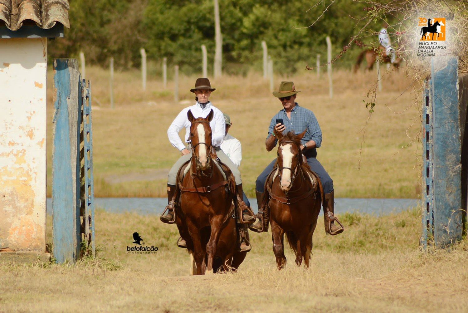 Núcleo Alta Mogiana se destaca pelo trabalho de fomento ao Cavalo Mangalarga em SP