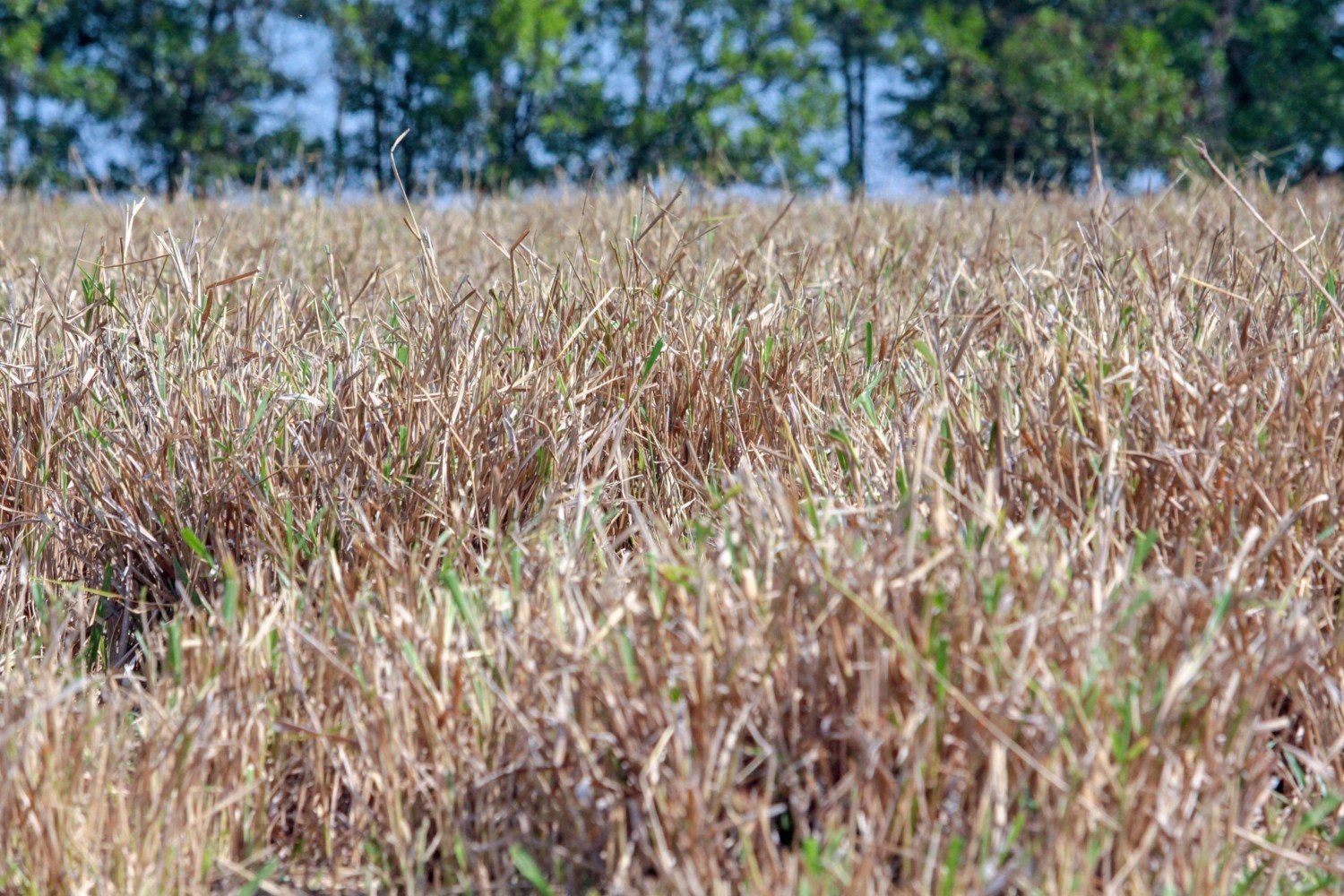 Pastagem seca fotografada no final do inverno, Fazenda Experimental da Embrapa Pecuária Sudeste, São Carlos, SP.