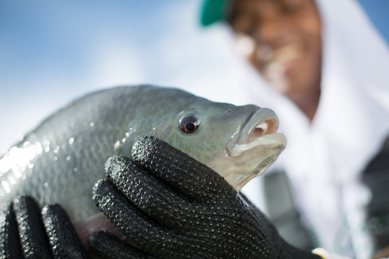 Piscicultura Tilapia - Goiás