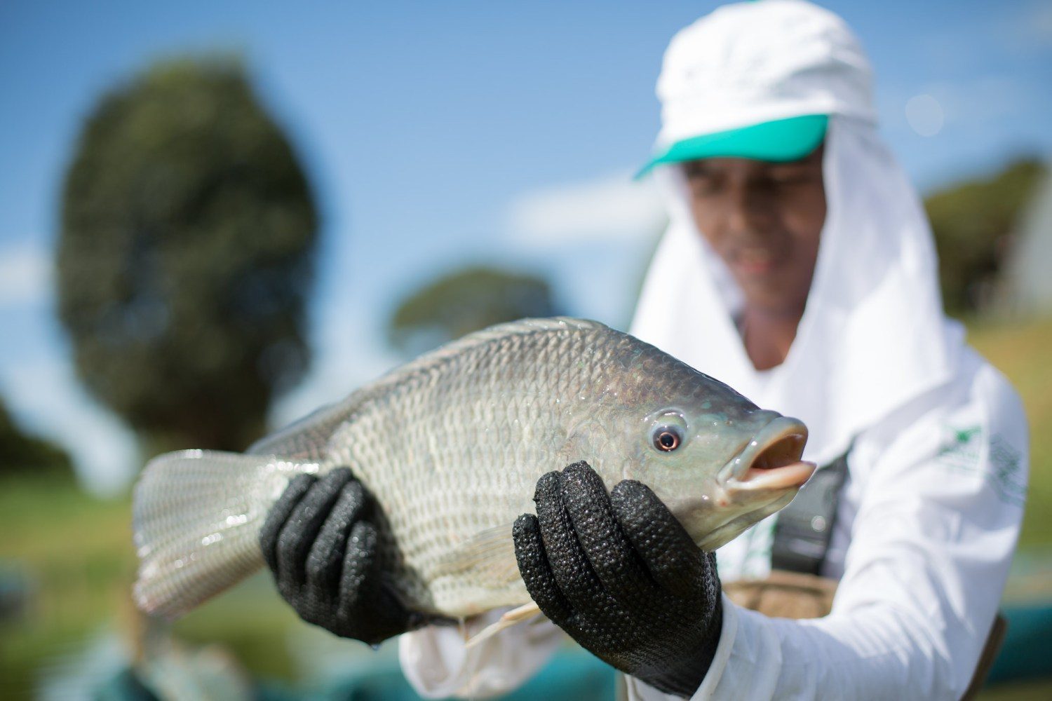 Piscicultura Tilapia - Goiás