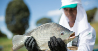 Piscicultura Tilapia - Goiás