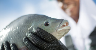 Piscicultura Tilapia - Goiás