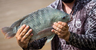 Piscicultura Tilapia - Goiás