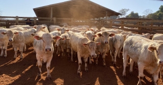 Raça Canchim inicia teste de desempenho de futuro raçadores