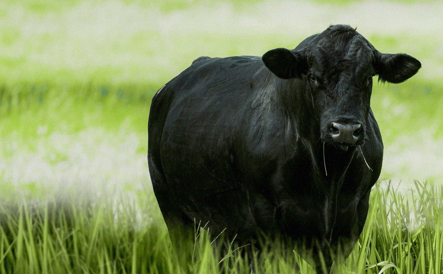 Manejo eficiente da pastagem ajuda na produção de carne de qualidade