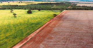 campo de soja colhido com soja amarelando