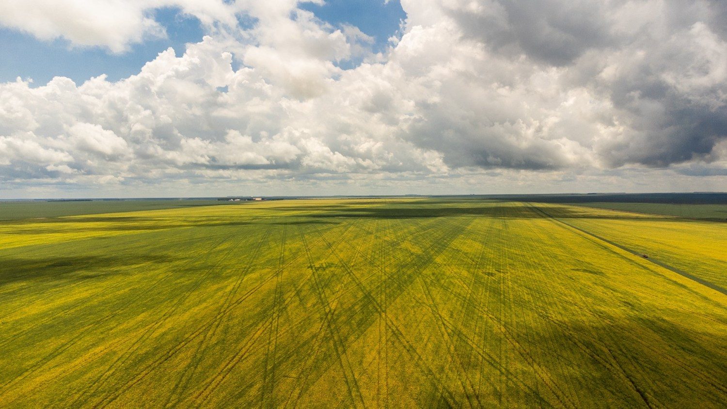 campo de soja gigante amarelando