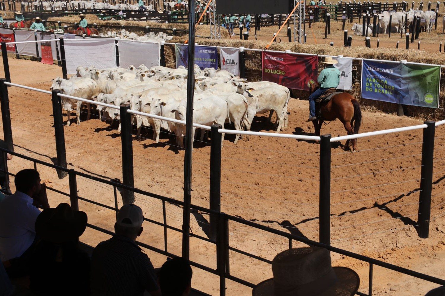 dia de campo jacarezinho - peonada alinhada - amostragem de vacada