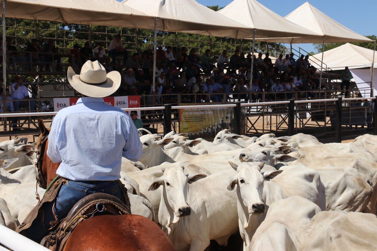 dia de campo jacarezinho - peonada alinhada - gado com cavaleiro