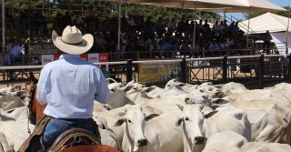 dia de campo jacarezinho - peonada alinhada - gado com cavaleiro