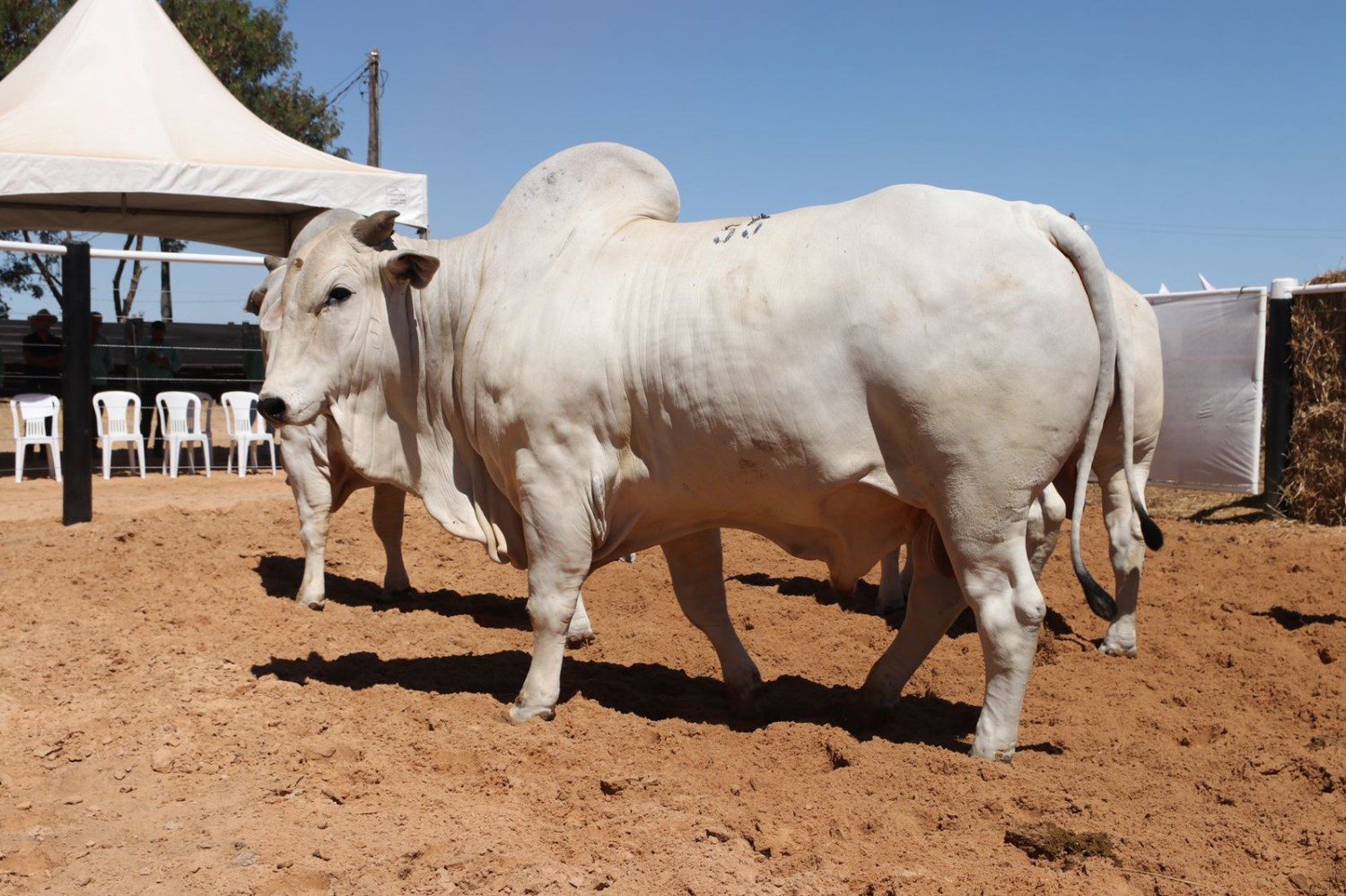 dia de campo jacarezinho - peonada alinhada - gado touro nelore