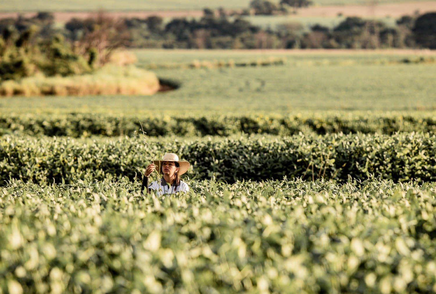 engenheira agronoma analisando pe de soja no campo