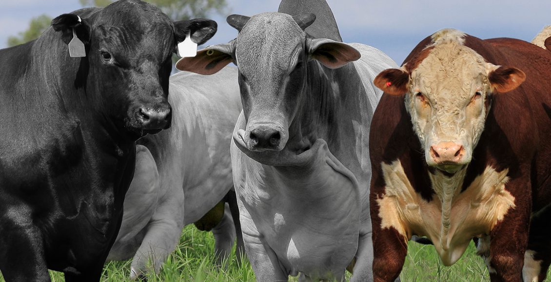 escolha de racas com angus nelore e hereford