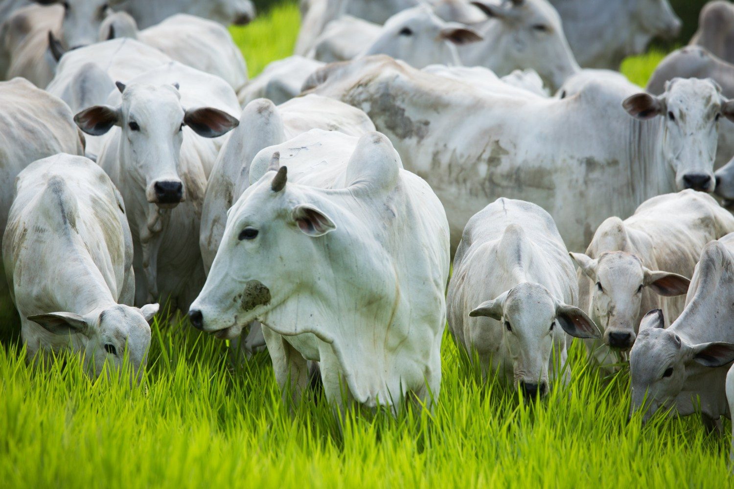 Bovinocultura - vacas nelore pastando com bezerros 3