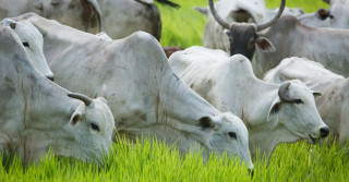 Bovinocultura - vacas nelore pastando com bezerros 3