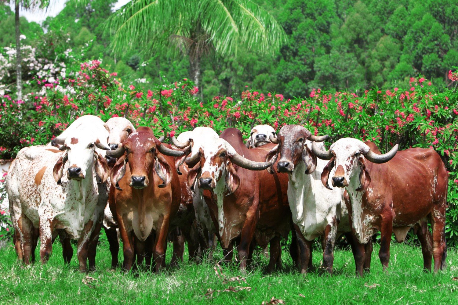 Doadoras Gir, Fazenda Paraíso - Maria Tereza Calil 2